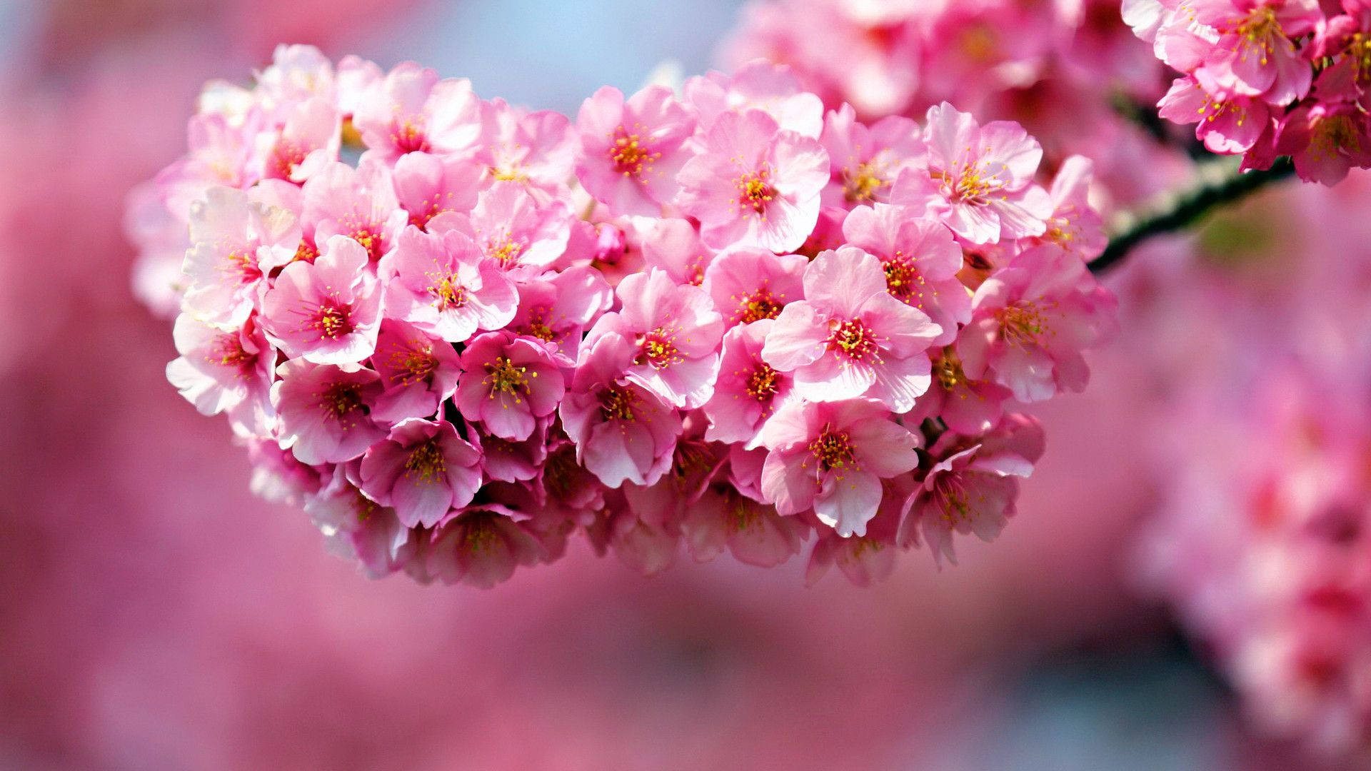 Branch Of Cherry Blossom Flower Desktop Background