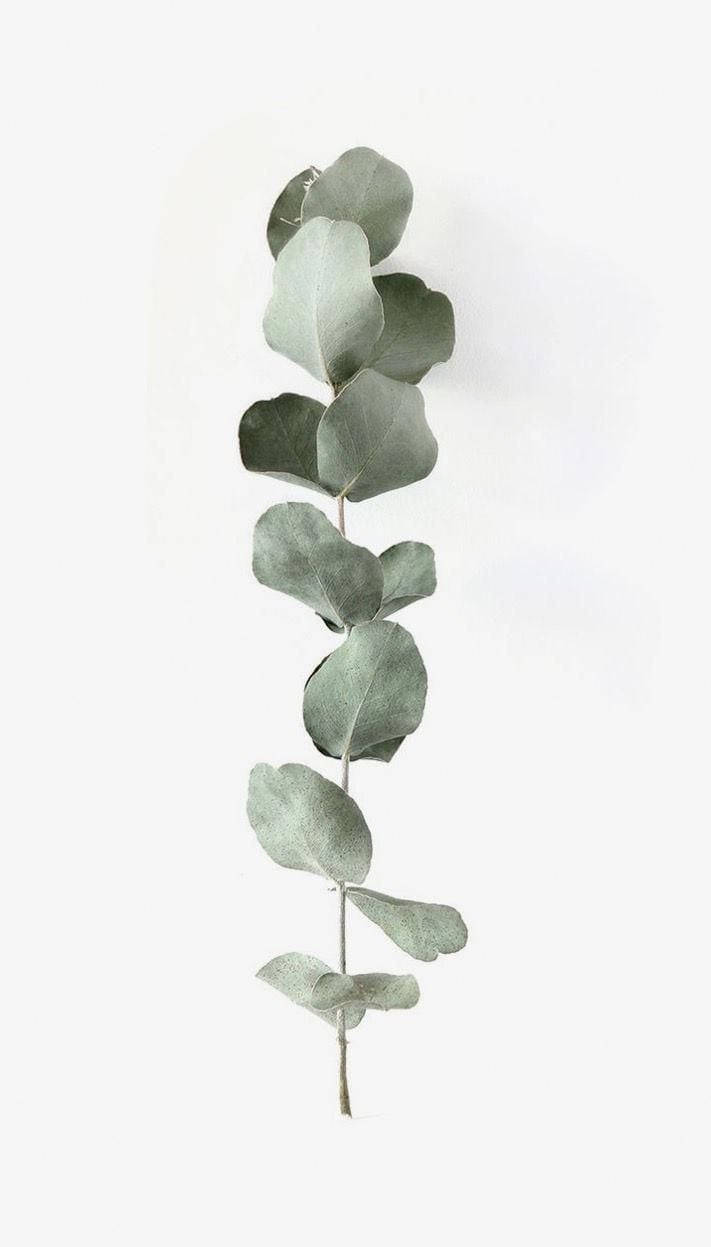 Branch Of Eucalyptus Leaf Background