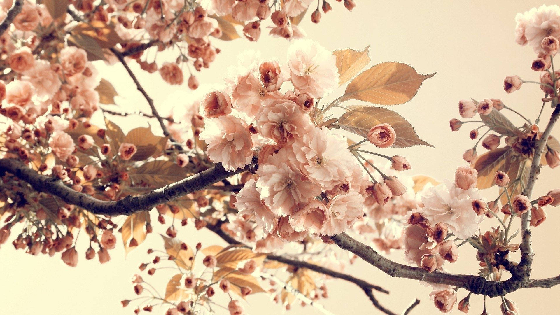 Branch Of Flowers Vintage Aesthetic Laptop Background