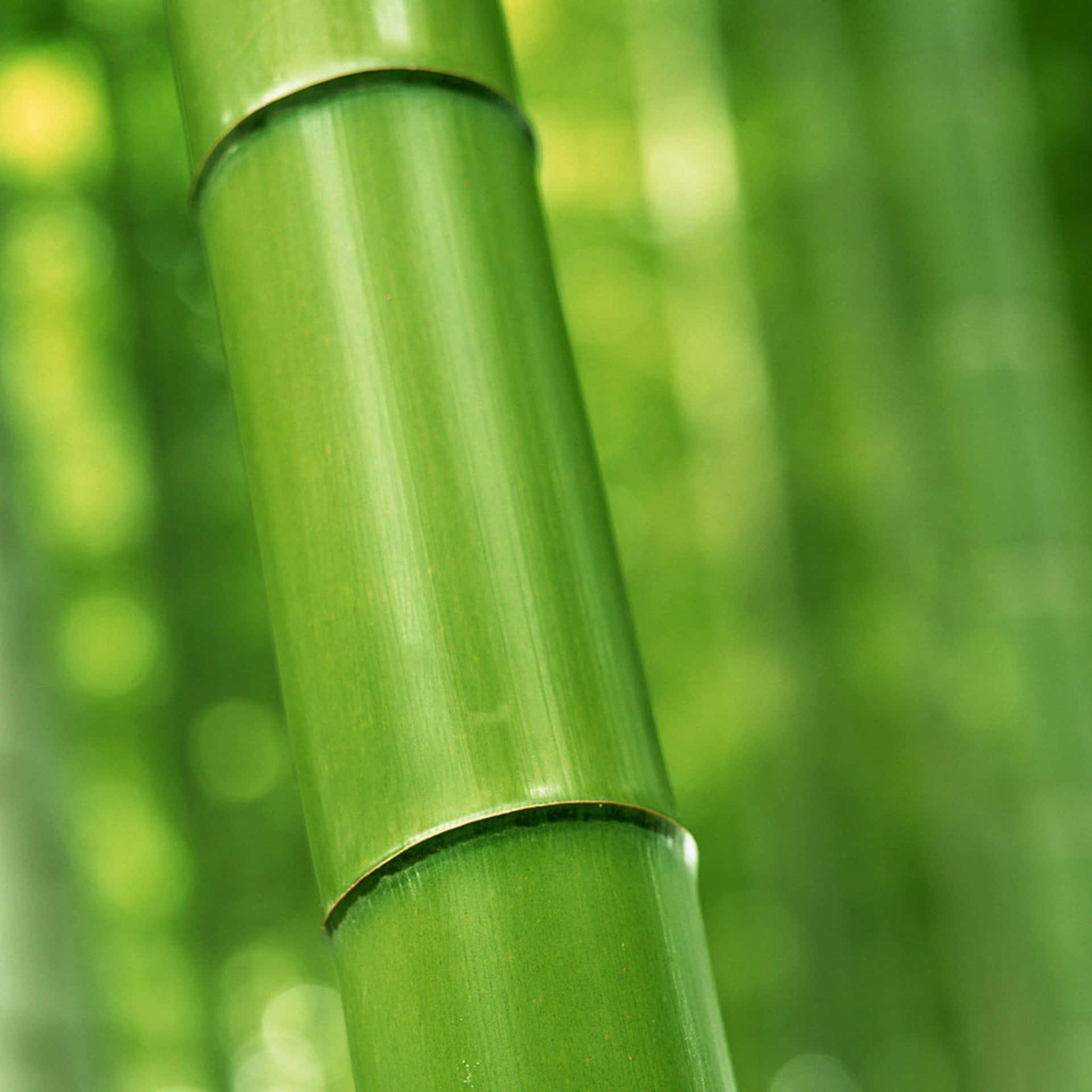 Branch Of Green Bamboo Background
