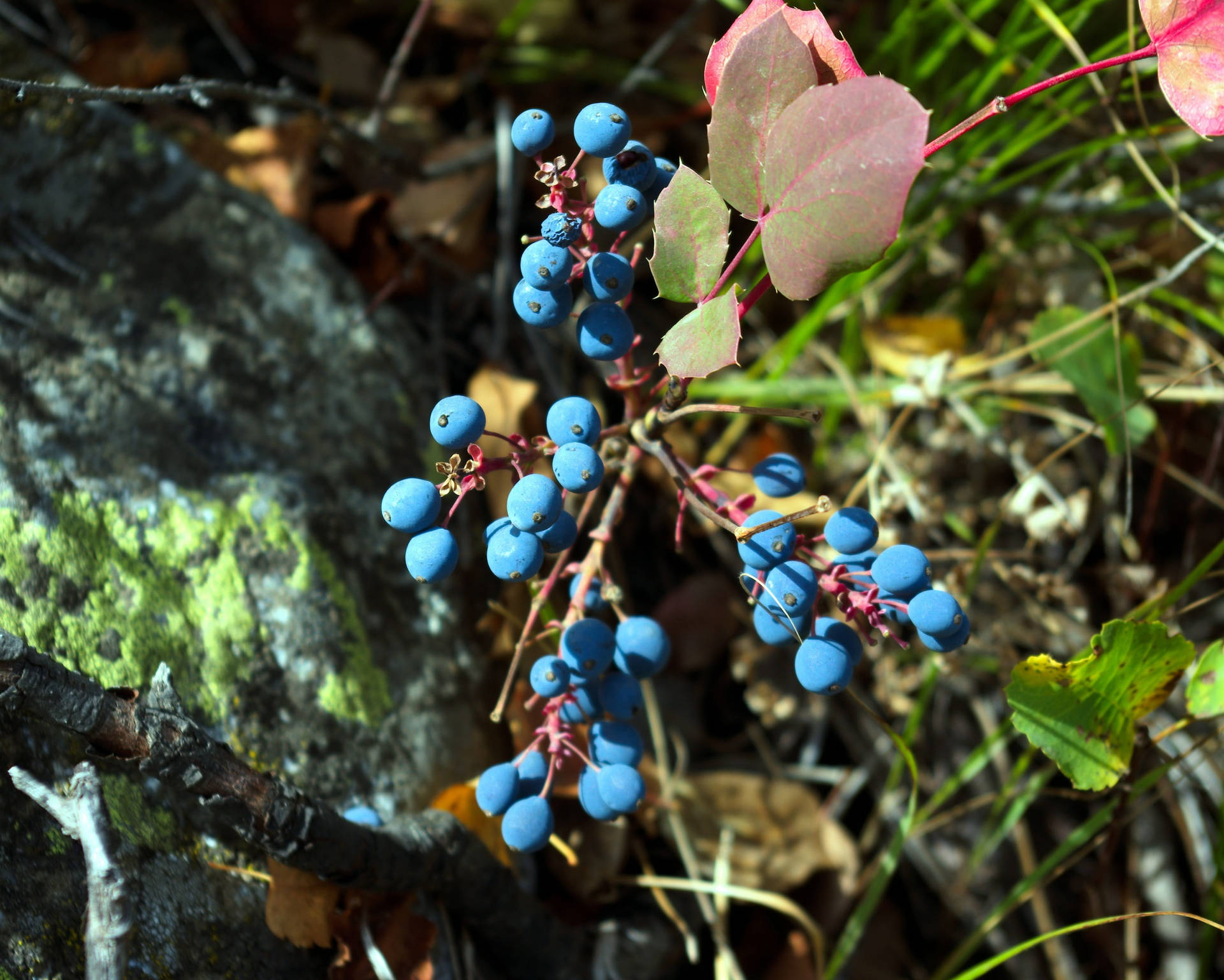 Branch Of Huckleberry With Many Fruits Background