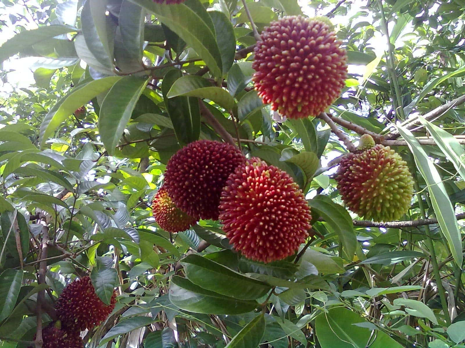 Branch Of Pulasan Tree With Fruits Background