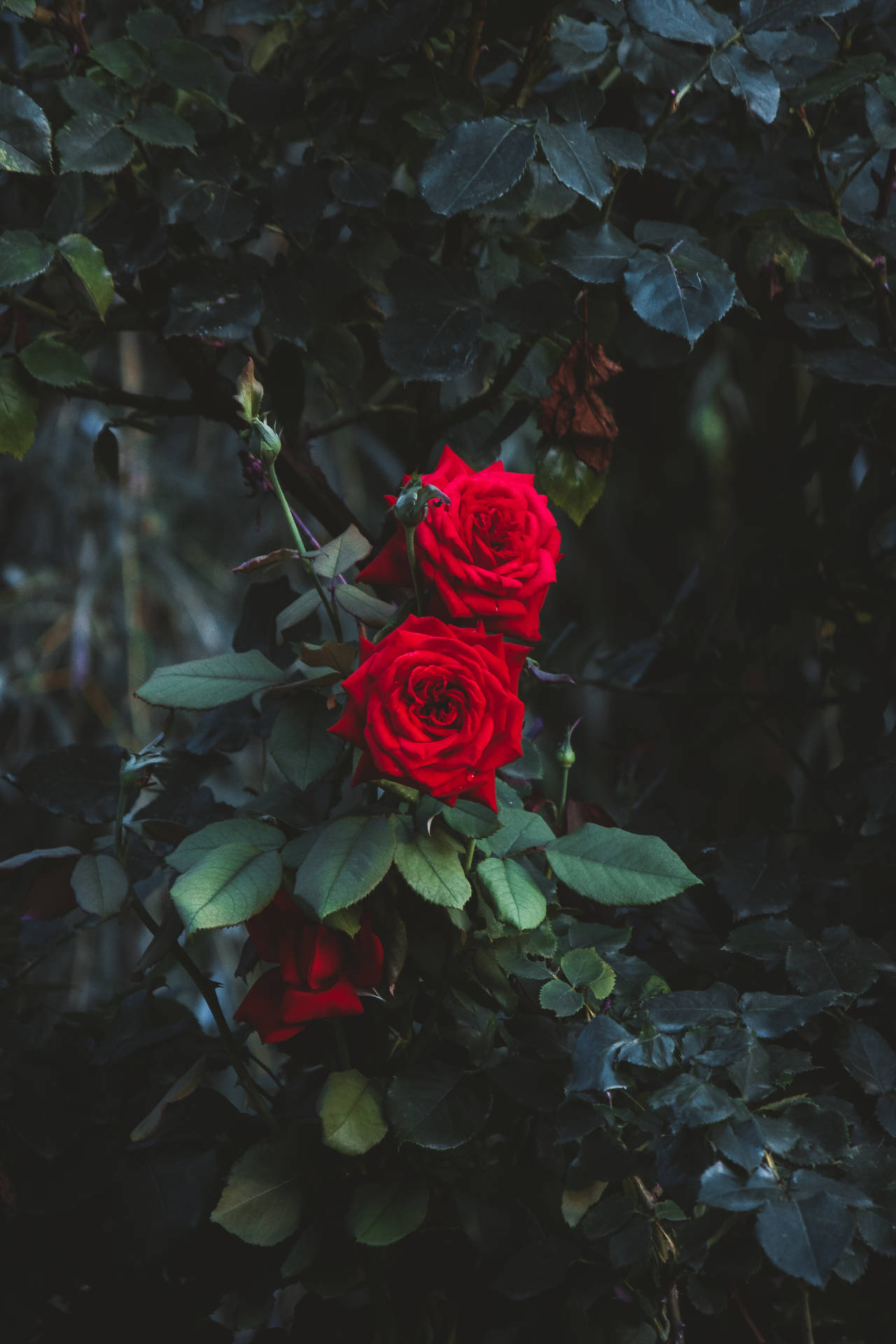 Branch Of Red Rose Hd Background