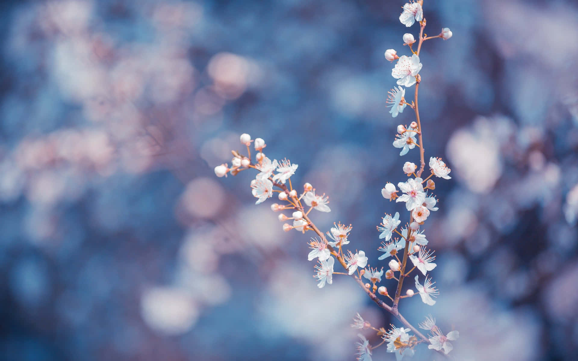 Branch Tumblr Flowers Desktop Background