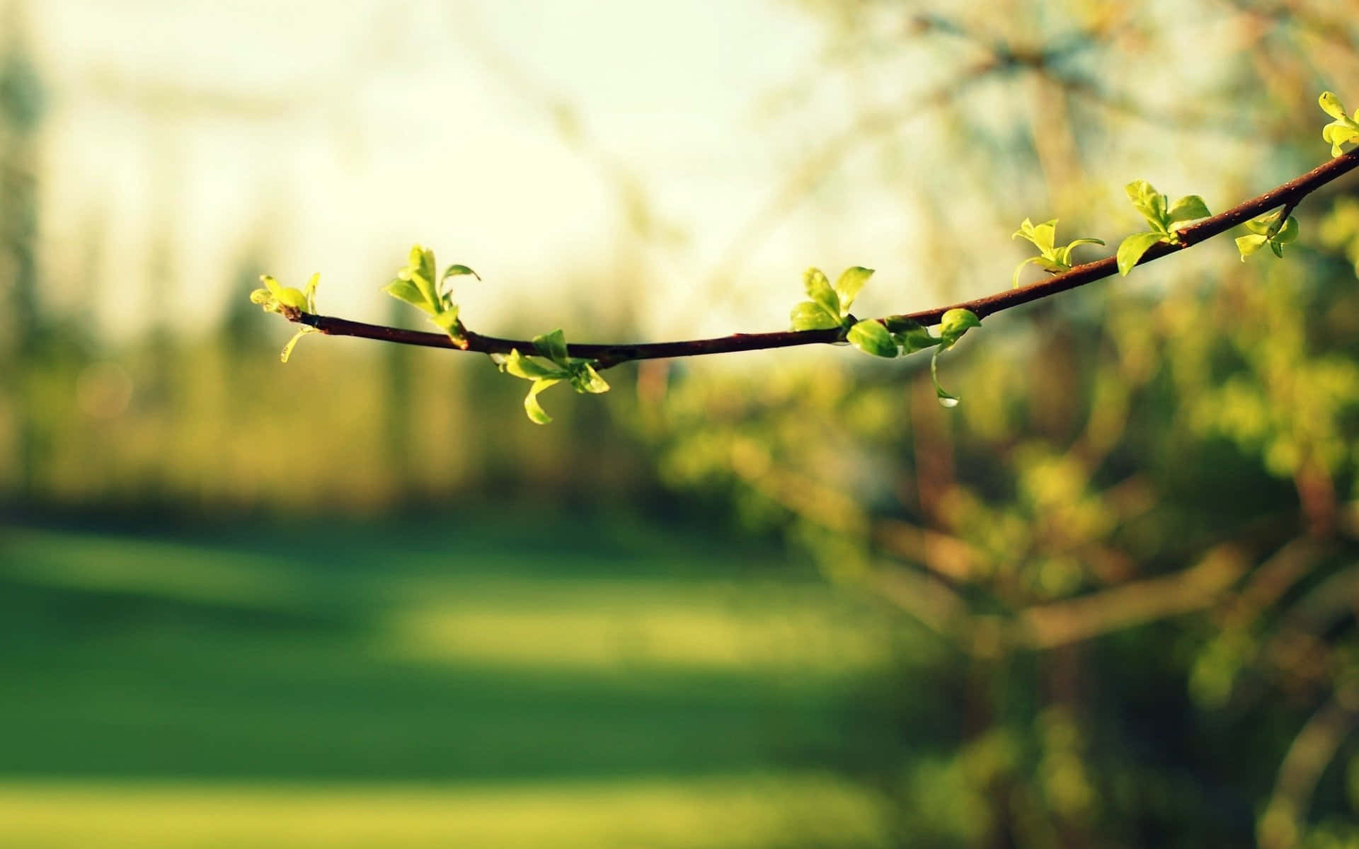 Branch With Green Blooming Leaves Background