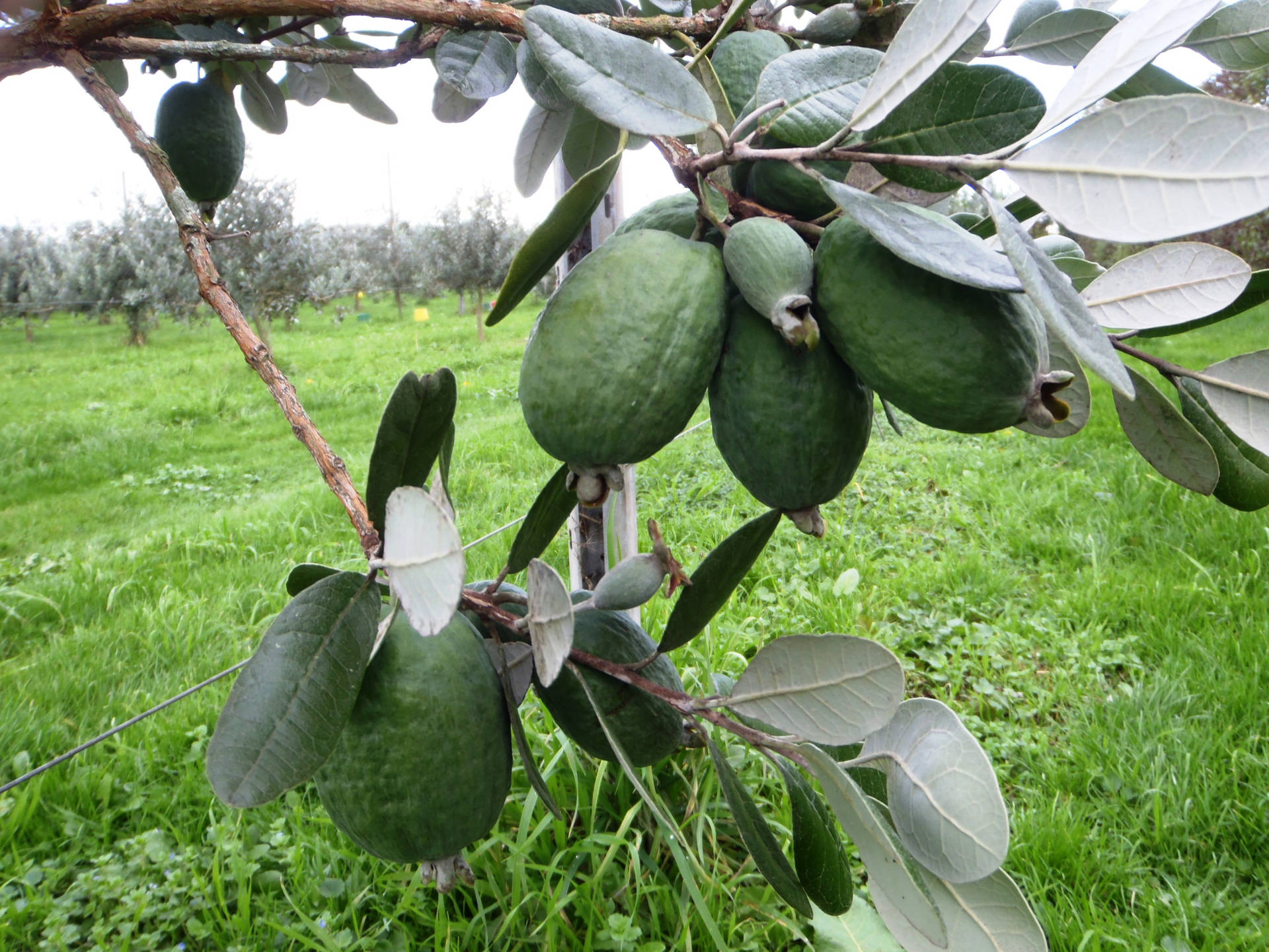 Branches Filled With Feijoas