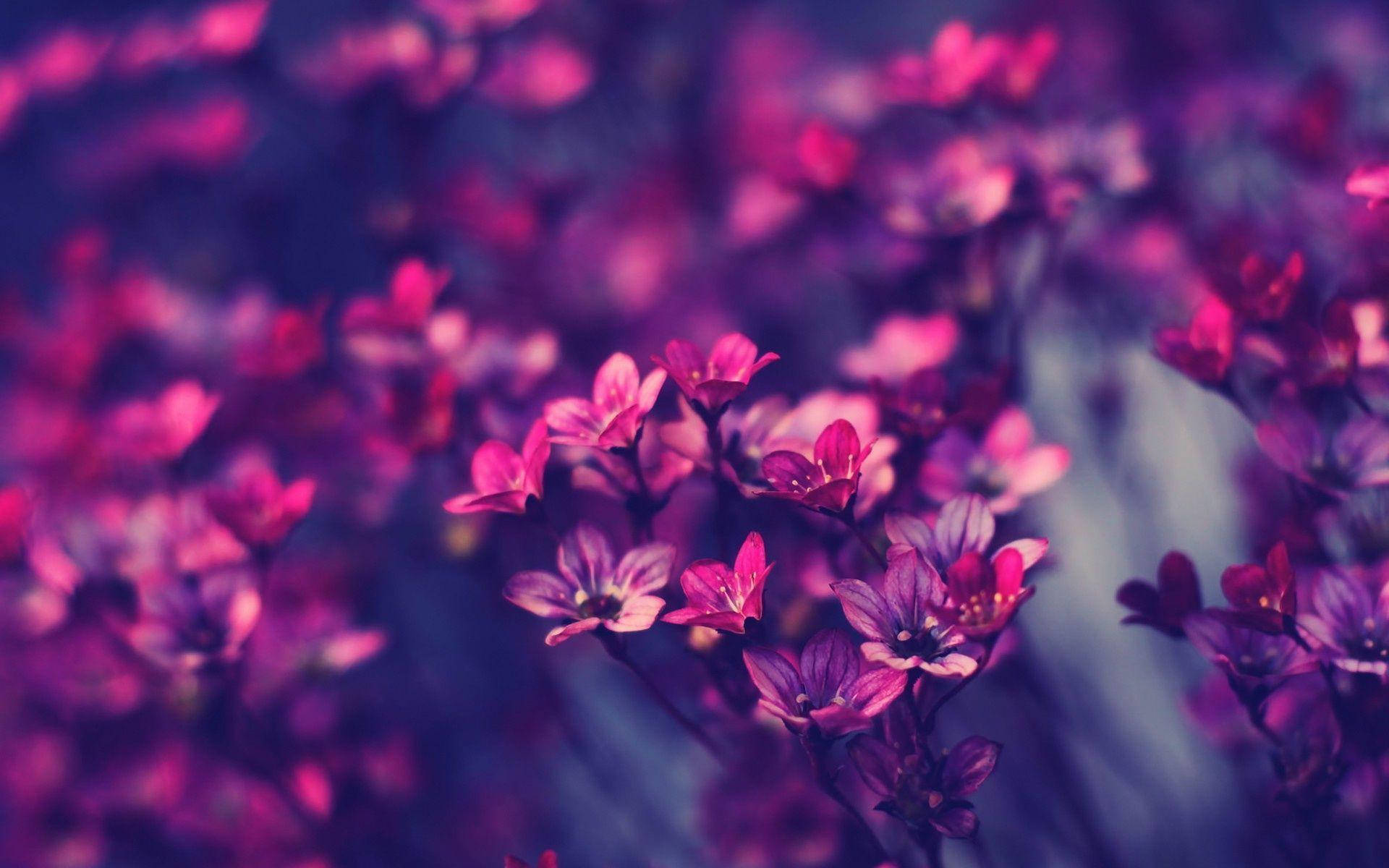 Branches Of Little Purple Flowers Background