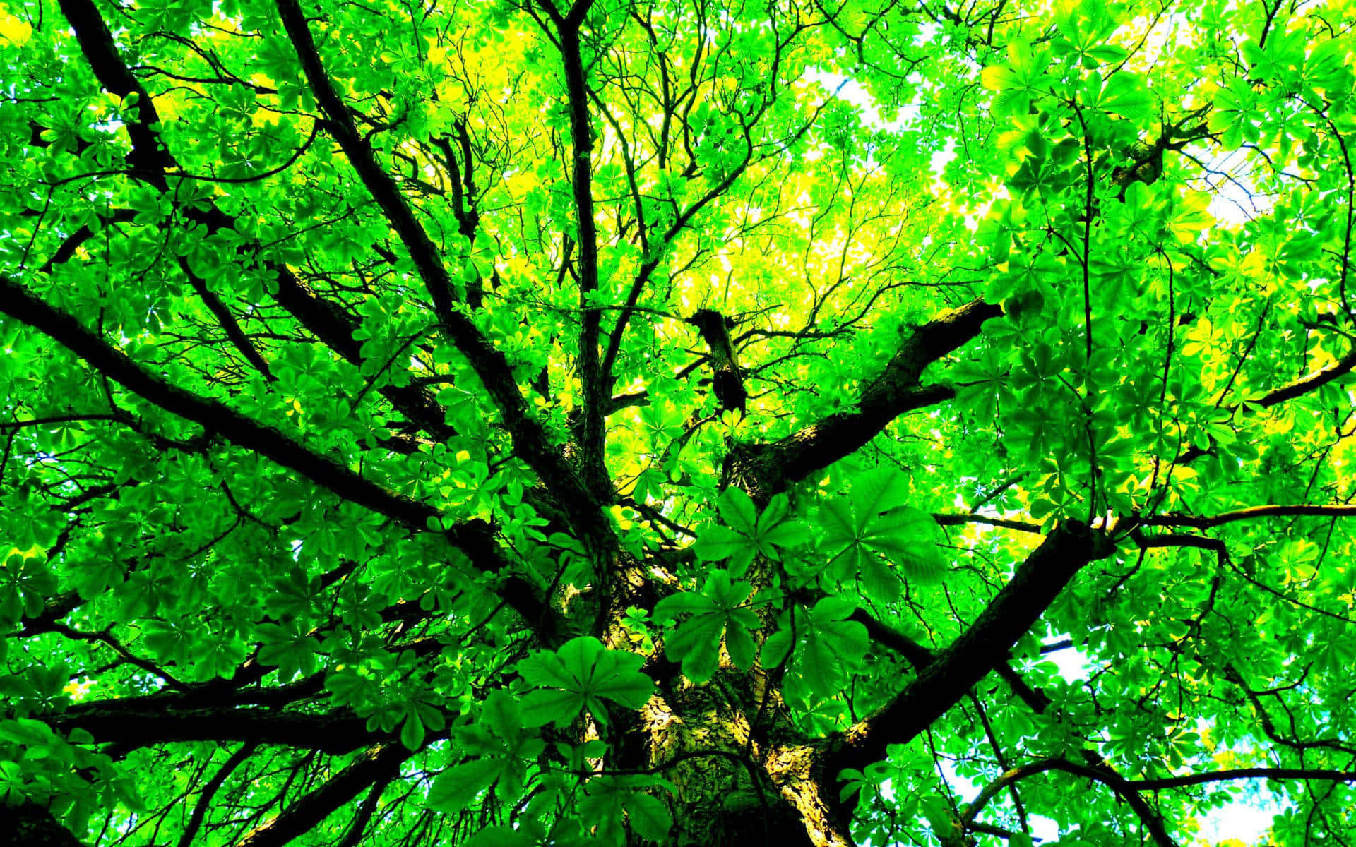 Branches With Vibrant Green Leaves Background