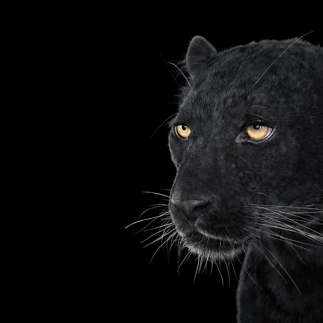 Brave And Majestic Cool Black Panther Animal Background