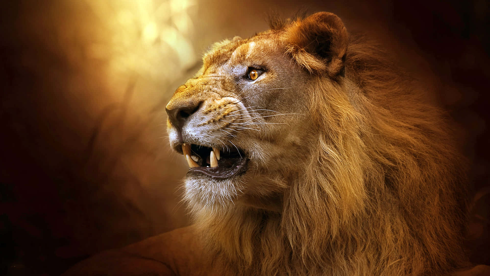 “brave And Powerful, The Roaring Lion” Background