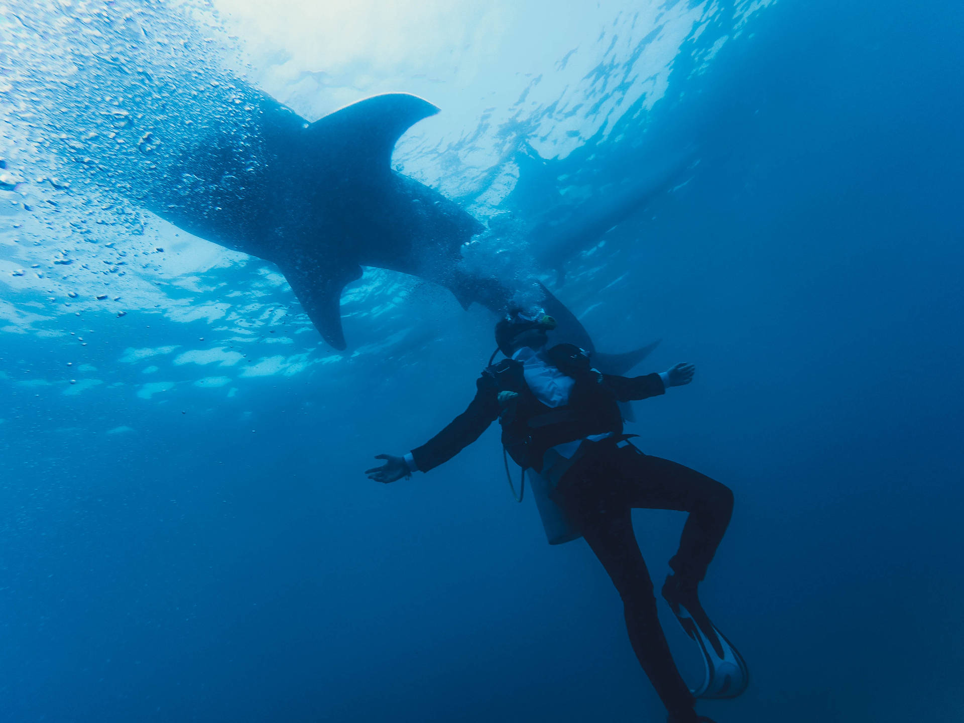 Brave Diver With Shark Background