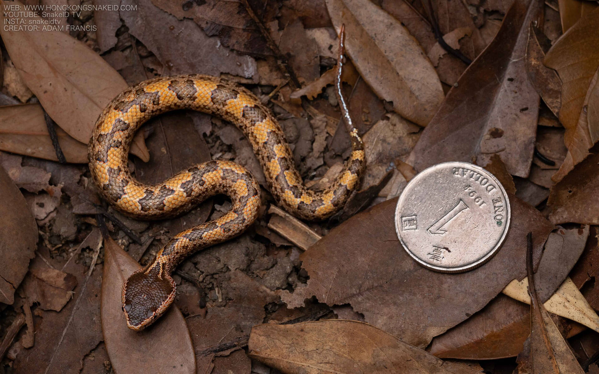 Brazil Mountain Viper False Cobra Background