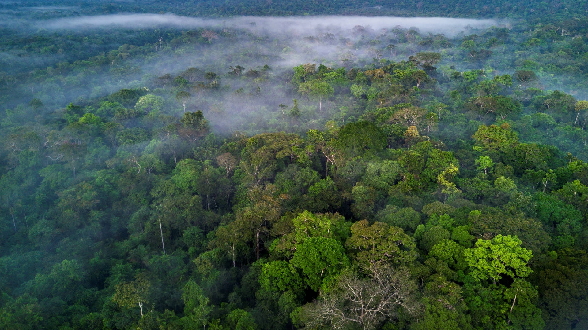 Brazilian Amazon Rainforest Background