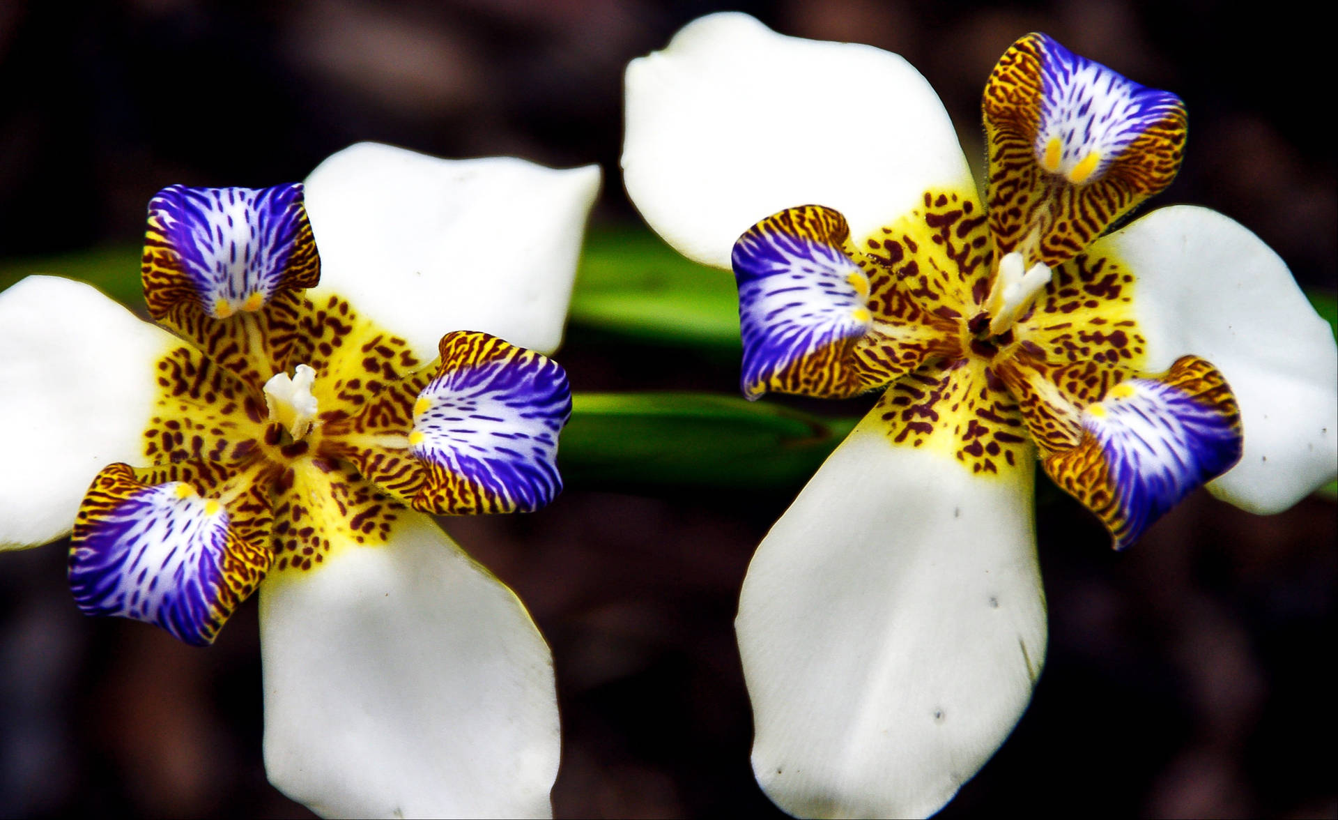 Brazilian Walking Iris Flowers Background