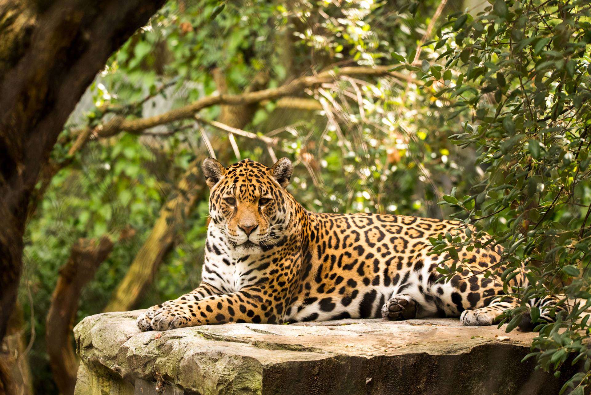 Brazillian Jaguar