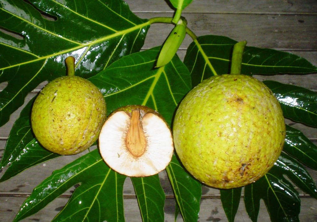 Breadfruit Different Sizes Background