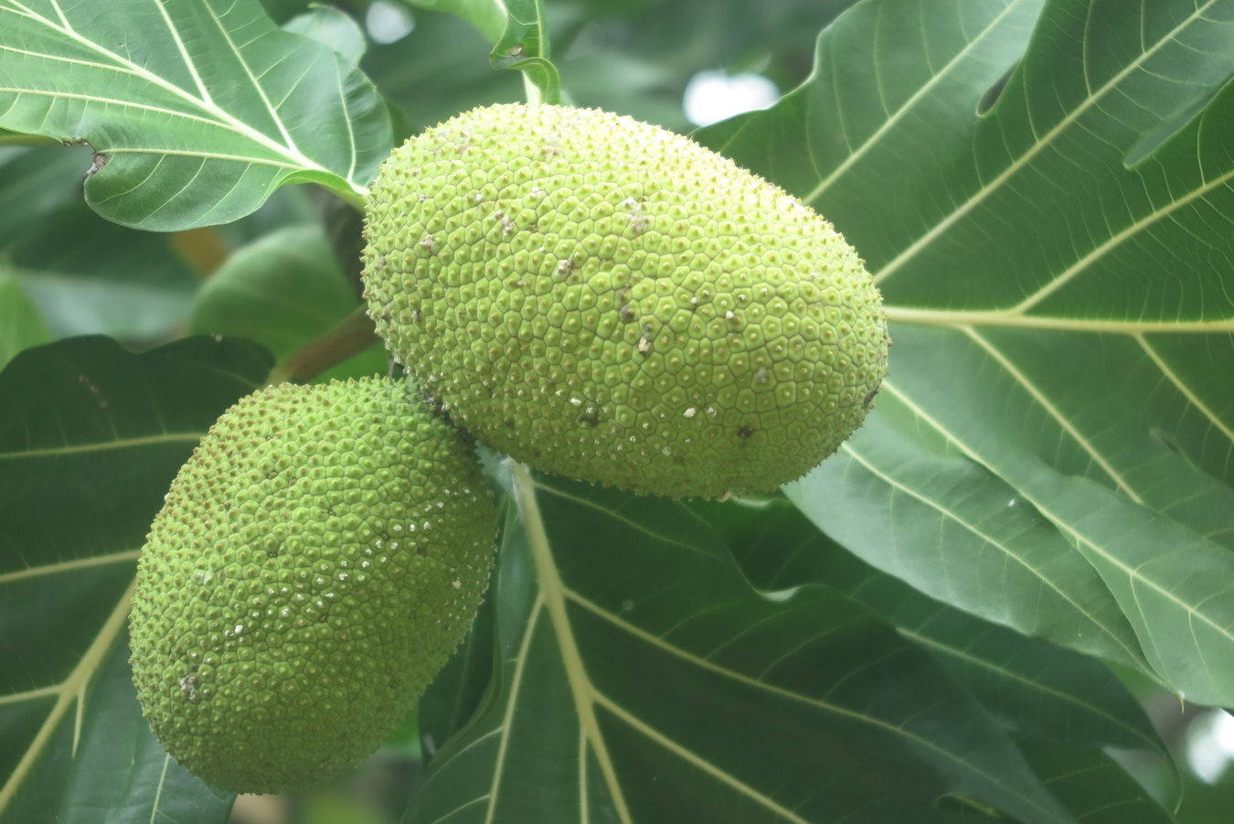 Breadfruit During Daylight Background