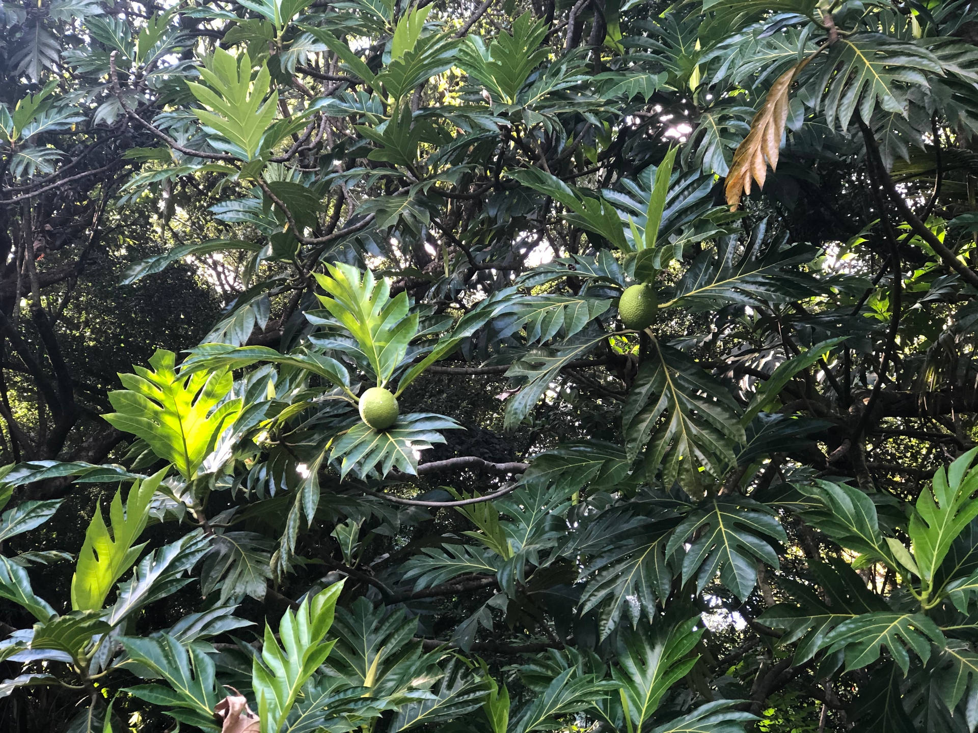 Breadfruit Large Plant Background