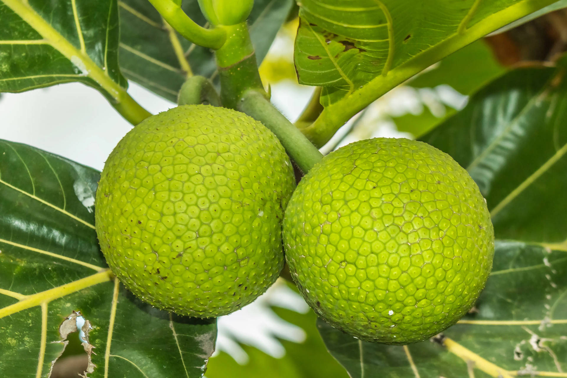 Breadfruit Round Shape Background