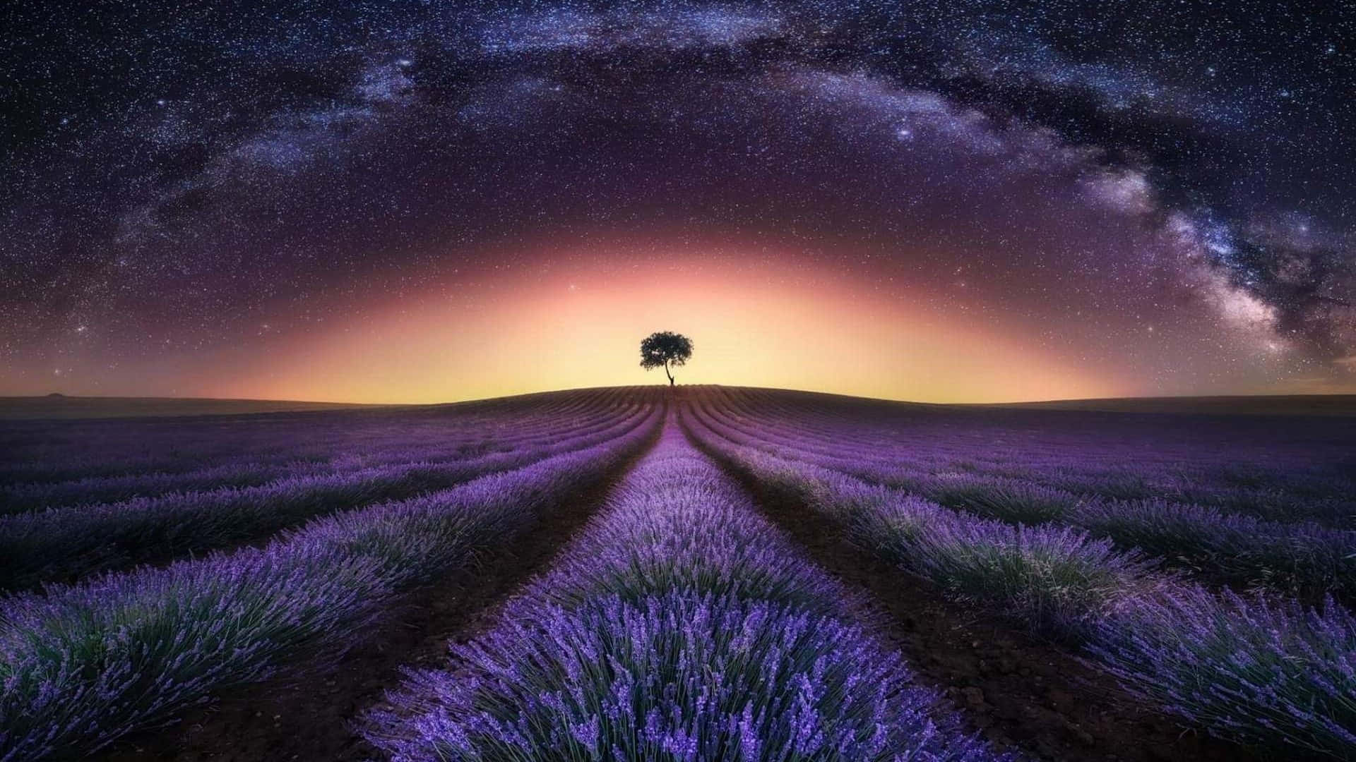 Break Of Dawn At A Lavender Field Background