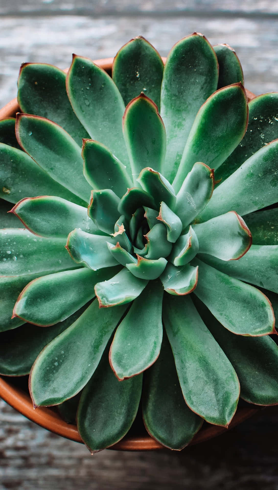 Break Up The Monotony Of Your Workday With A Vibrant Succulent Iphone Wallpaper. Background