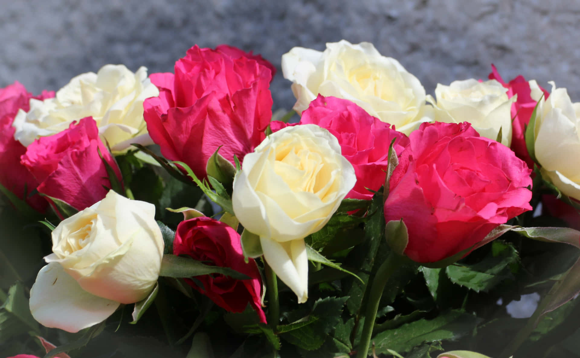 Breath-taking Red And White Roses Background