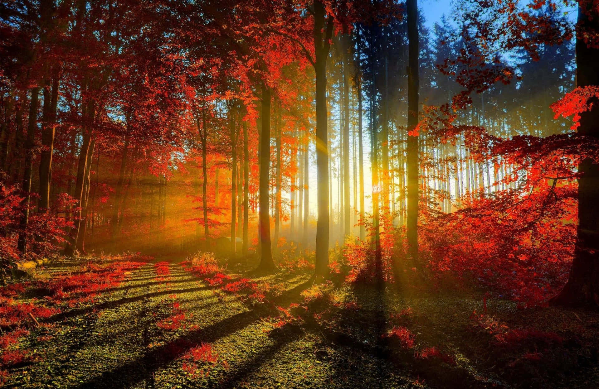 Breathe In The Beauty Of Nature With This Calming Forest Desktop Wallpaper. Background