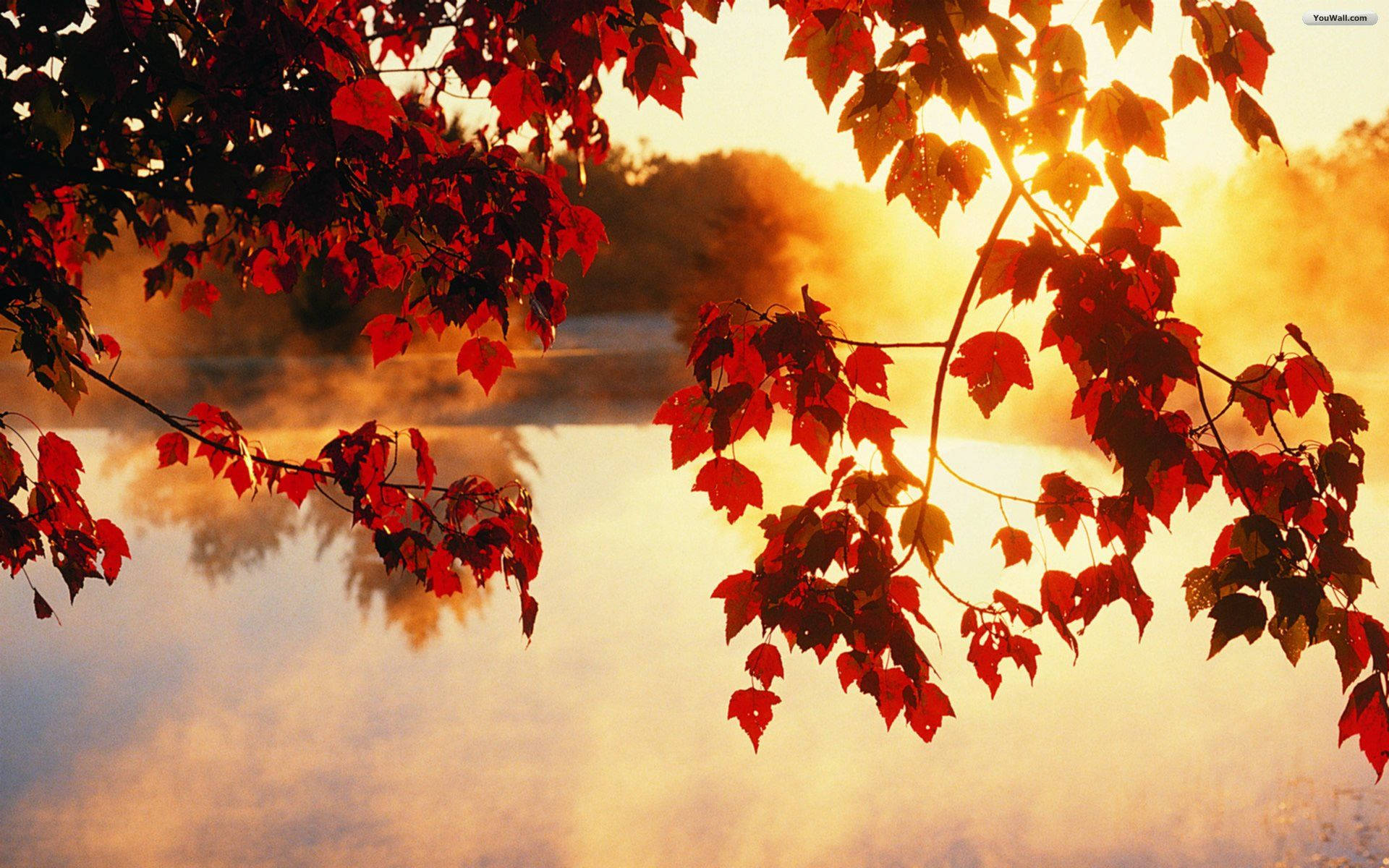 Breathe In The Colorful Splendor Of Autumn Background