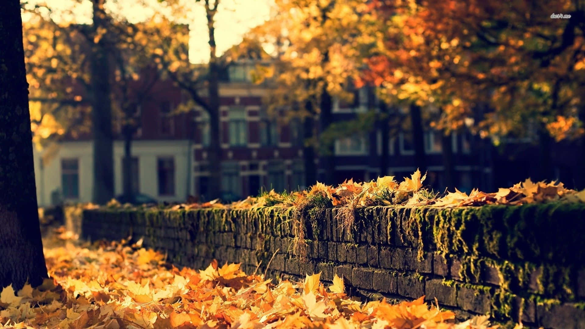 Breathe In The Colors Of Fall Background