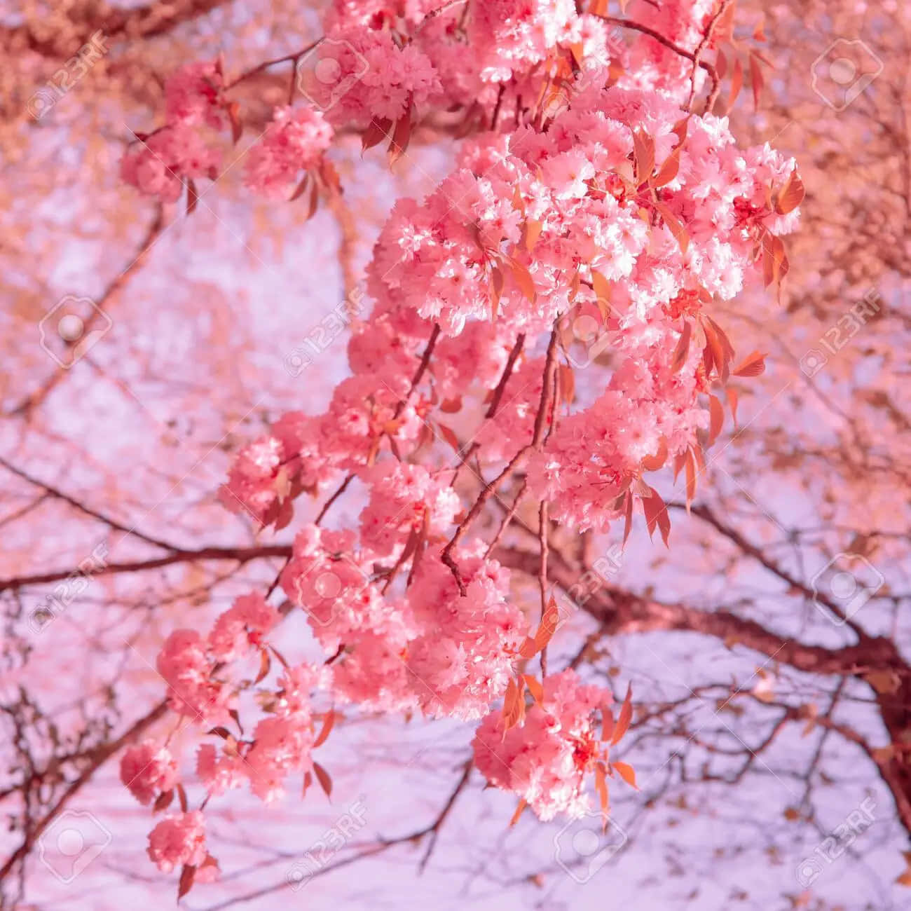 Breathtaking Aesthetic Cherry Blossom Background