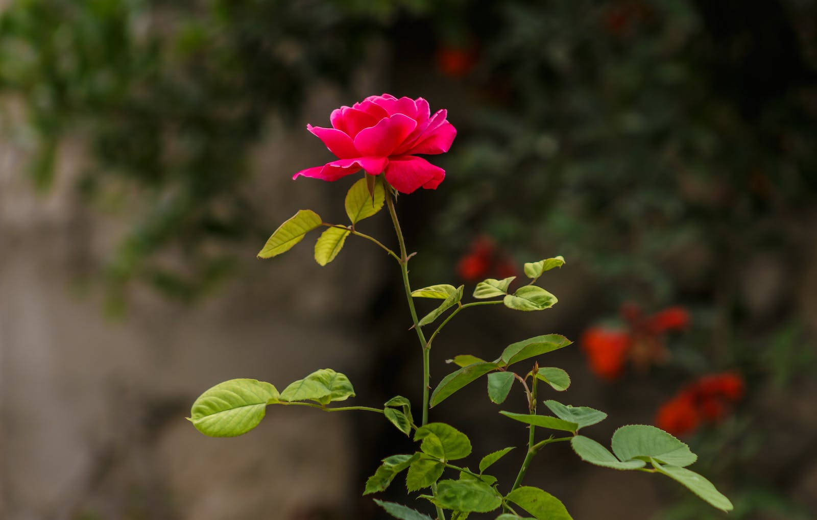 Breathtaking Beauty - Garden Fresh Rose In Full Bloom Background