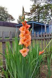 Breathtaking Beauty Of Blooming Gladiolus