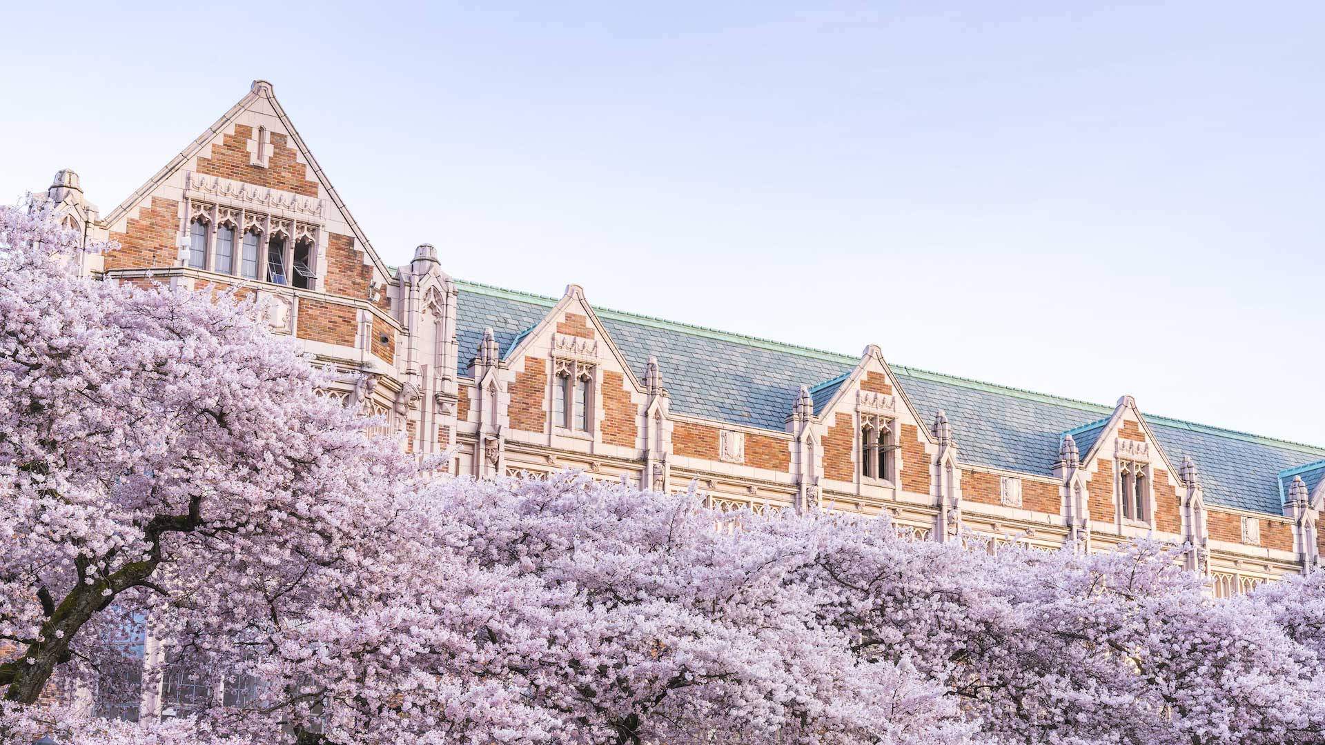 Breathtaking Cherry Blossoms At The University Of Washington