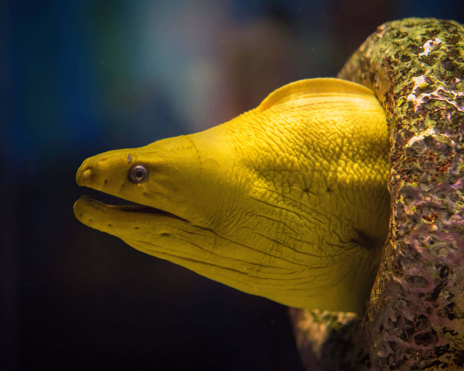 Breathtaking Close-up View Of Vibrant Moray Eel