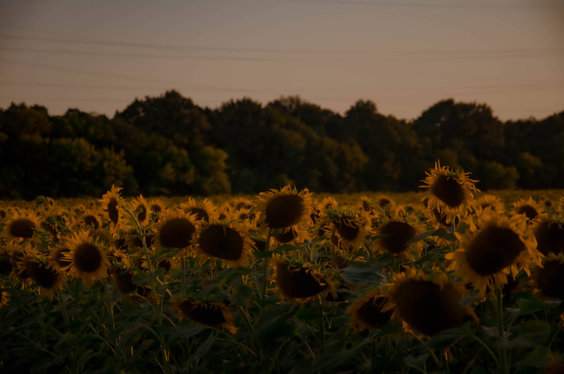 Breathtaking Field Of Sunflower Aesthetic Background