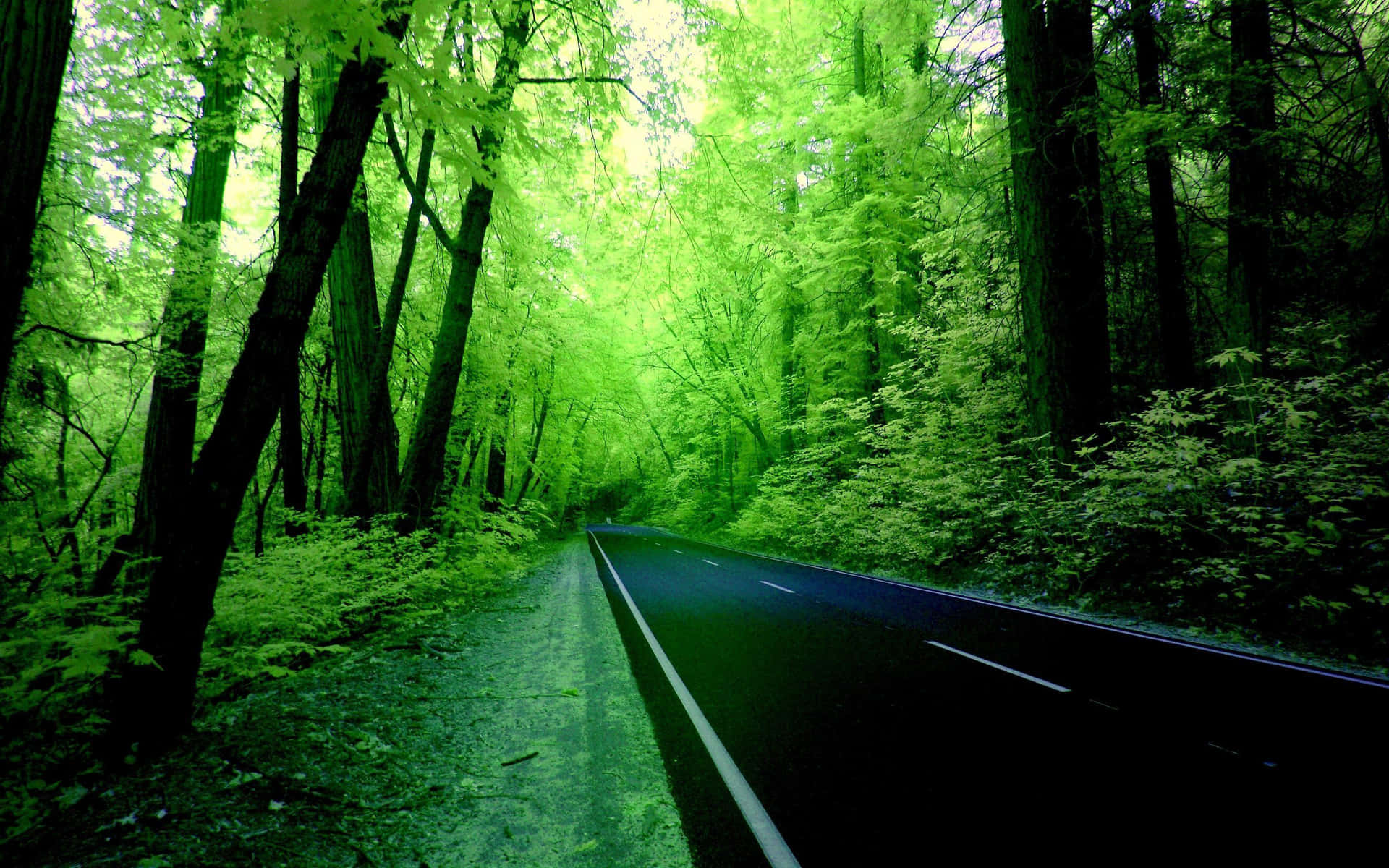 Breathtaking Forest Green Canopy Background