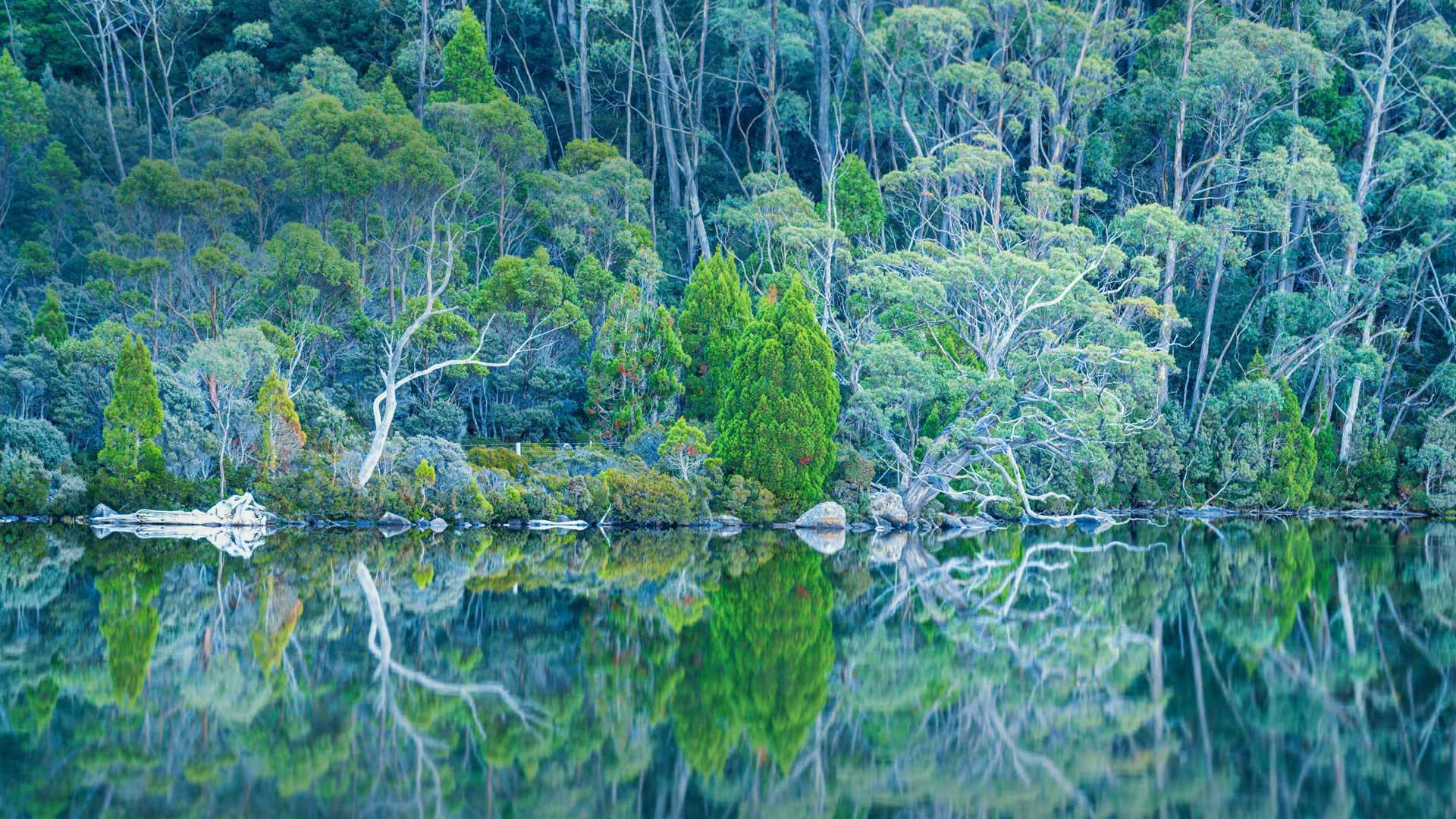 Breathtaking Mount Field Forest In Tasmania Background