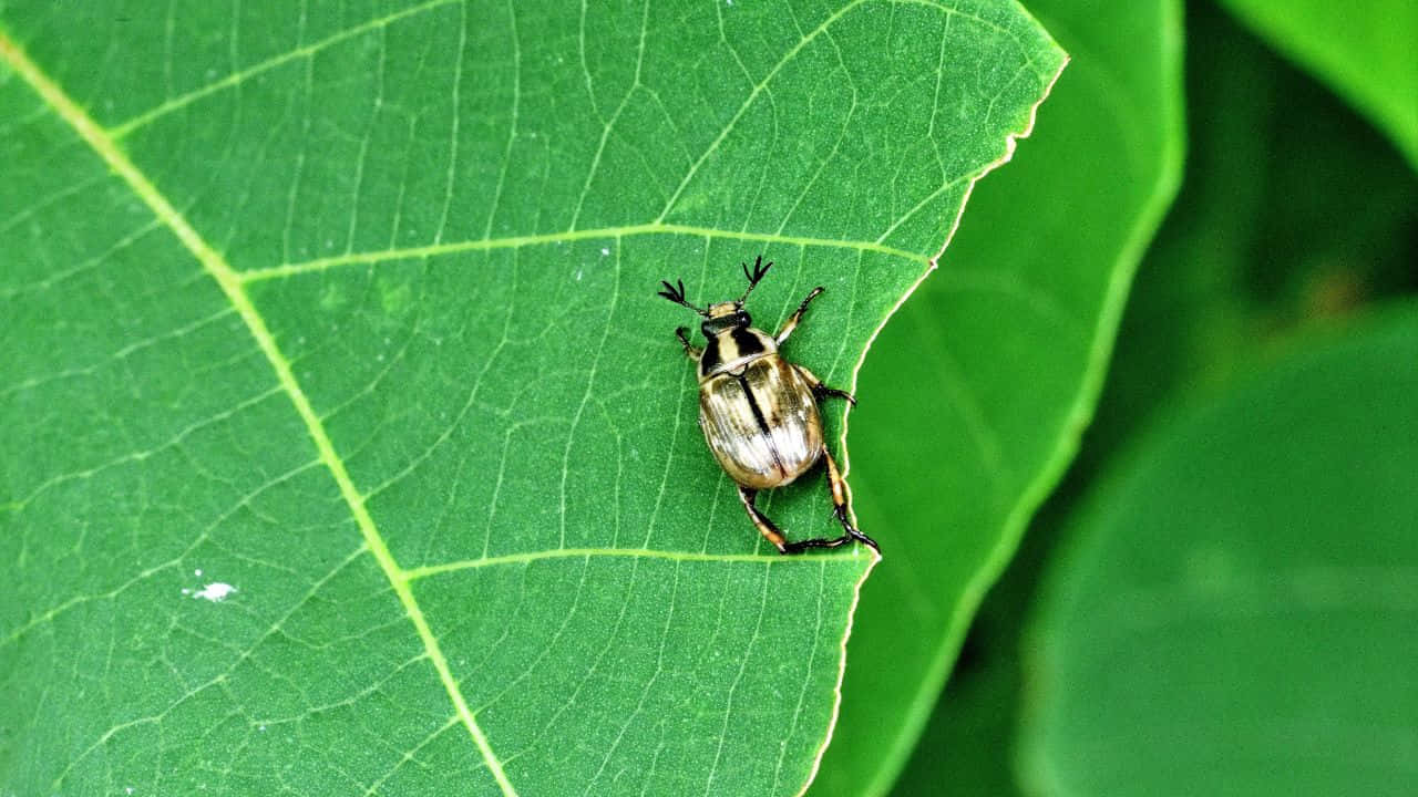 Breathtaking Mountain Landscape At Sunrise Background