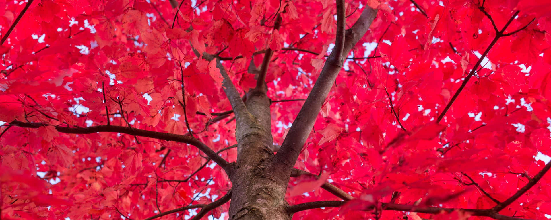 Breathtaking Red Ultra Wide Hd Image Background