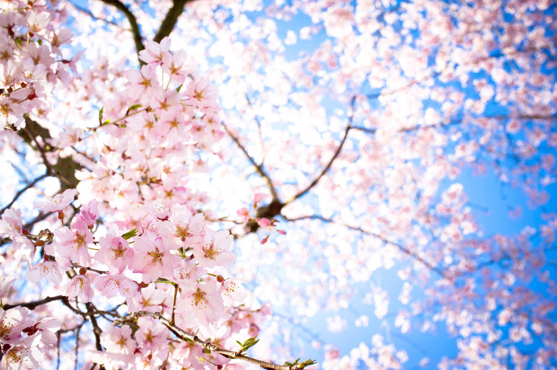 Breathtaking Sakura Flowers Background