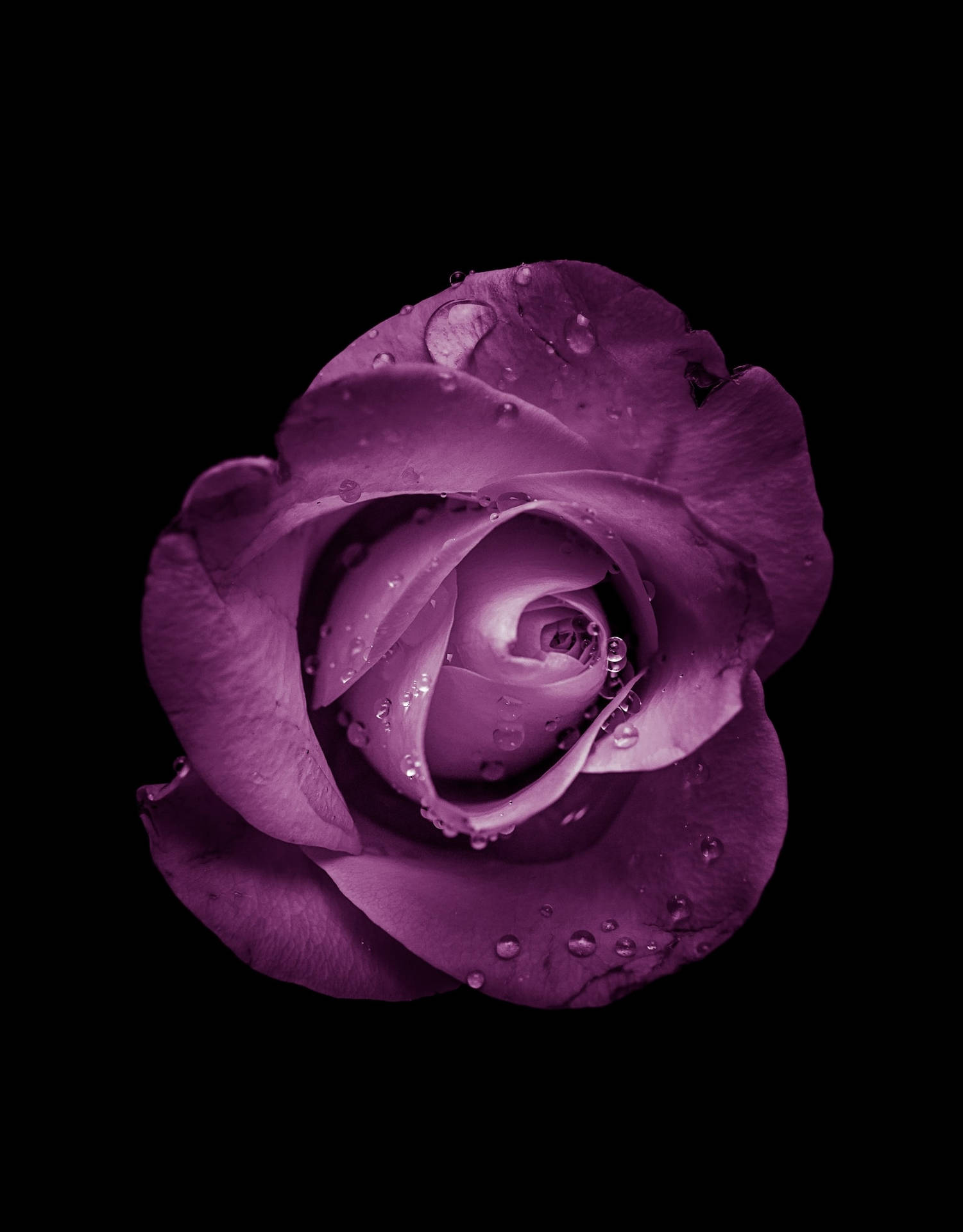 Breathtaking Shot Of A Rare Purple Rose Background