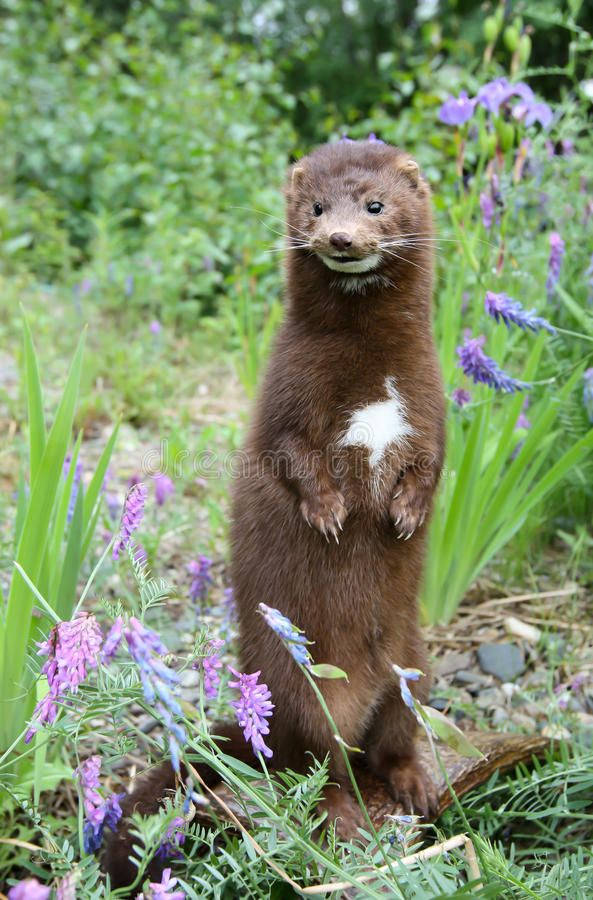 Breathtaking Stading Mink