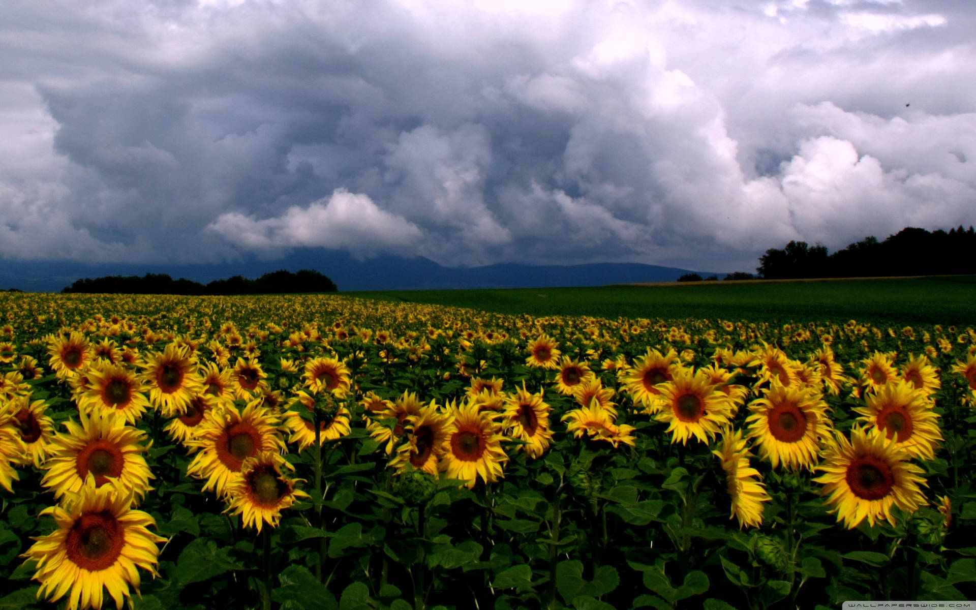 Breathtaking Sunflower Field At Sunset Background