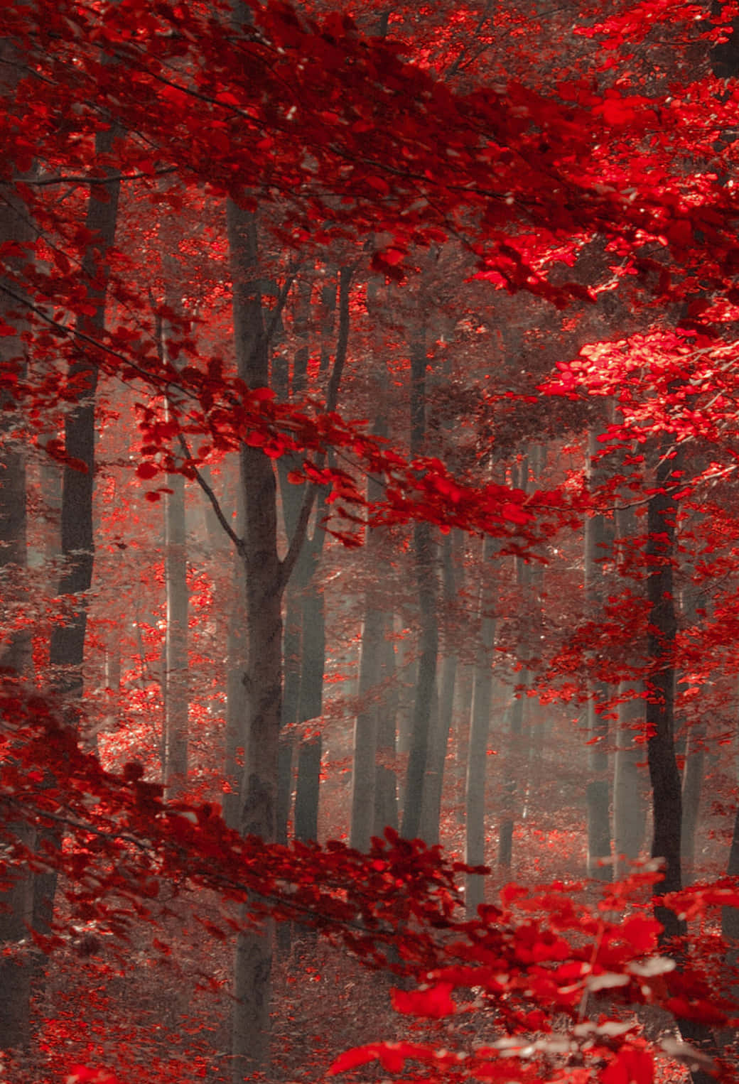Breathtaking View Of A Red Forest Background