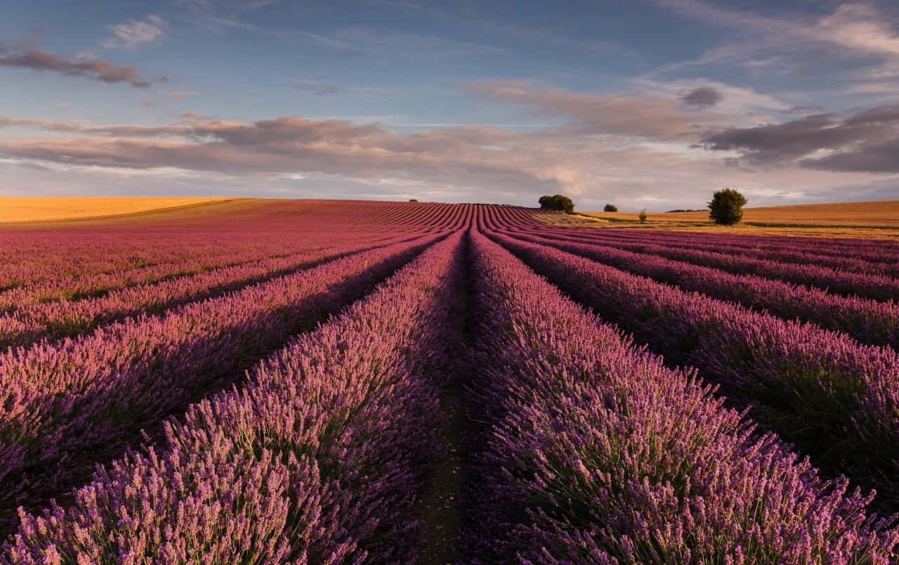 Breathtaking View Of Lavender Fields