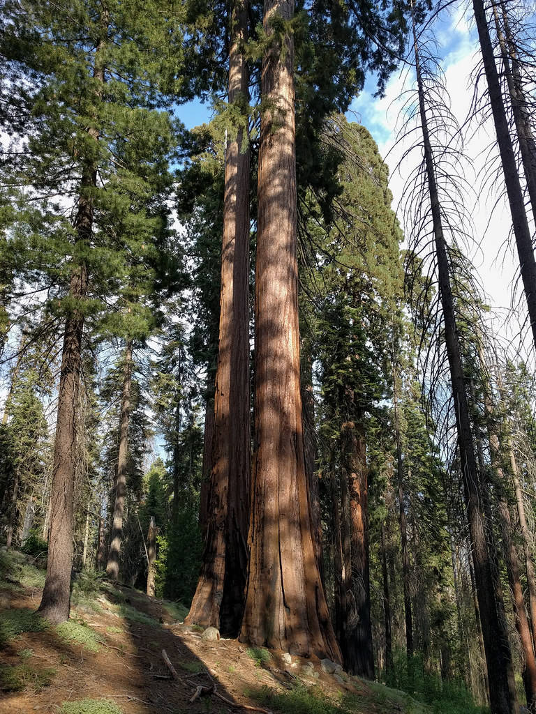 Breathtaking View Of Sequoia National Park In Sunlight Background