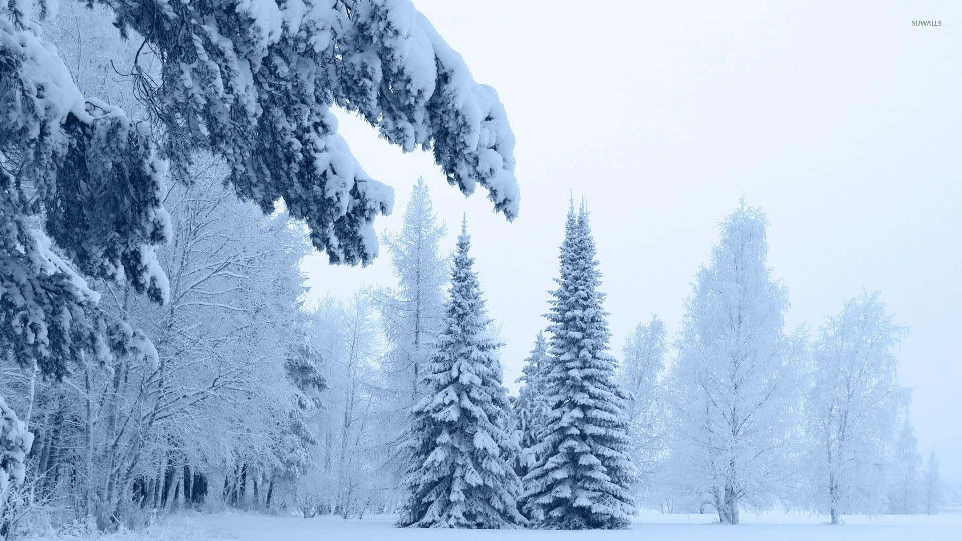 Breathtaking View Of Thick Snow On Trees Background