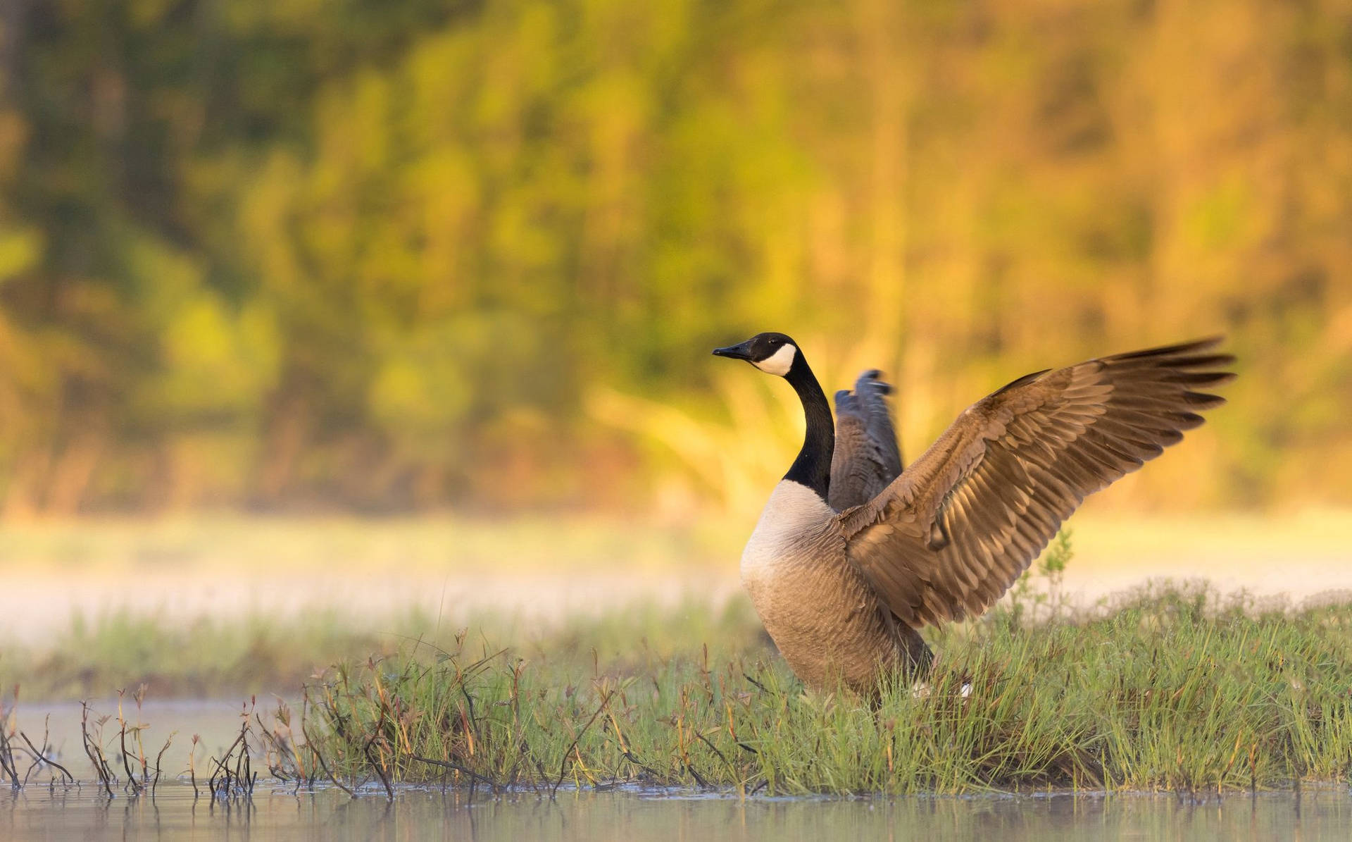 Breathtaking Wild Goose Background