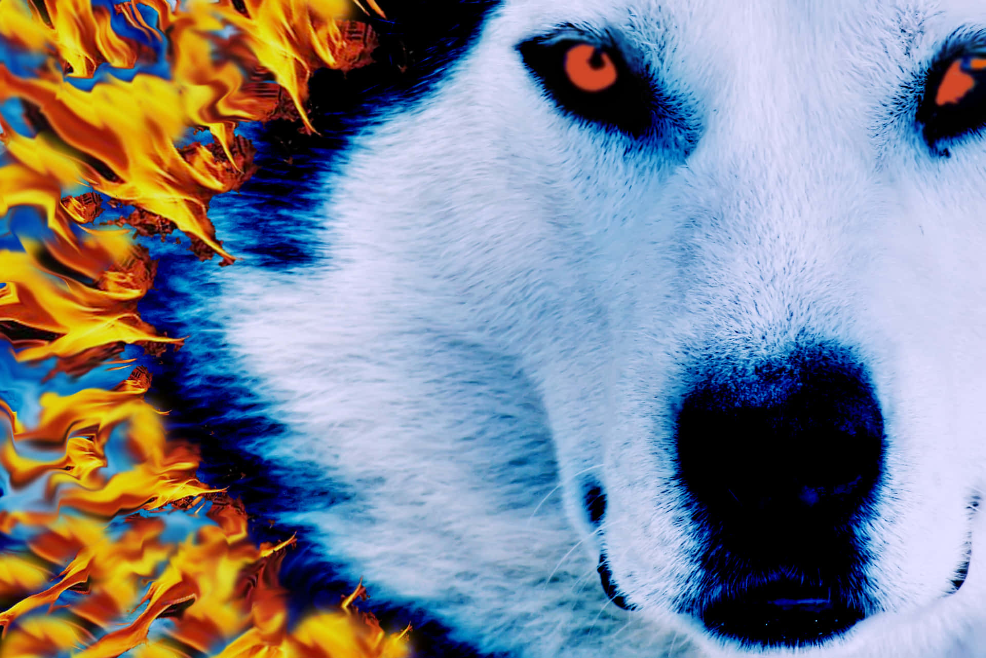 Breathtakingly Beautiful Fire And Ice Wolf In Motion