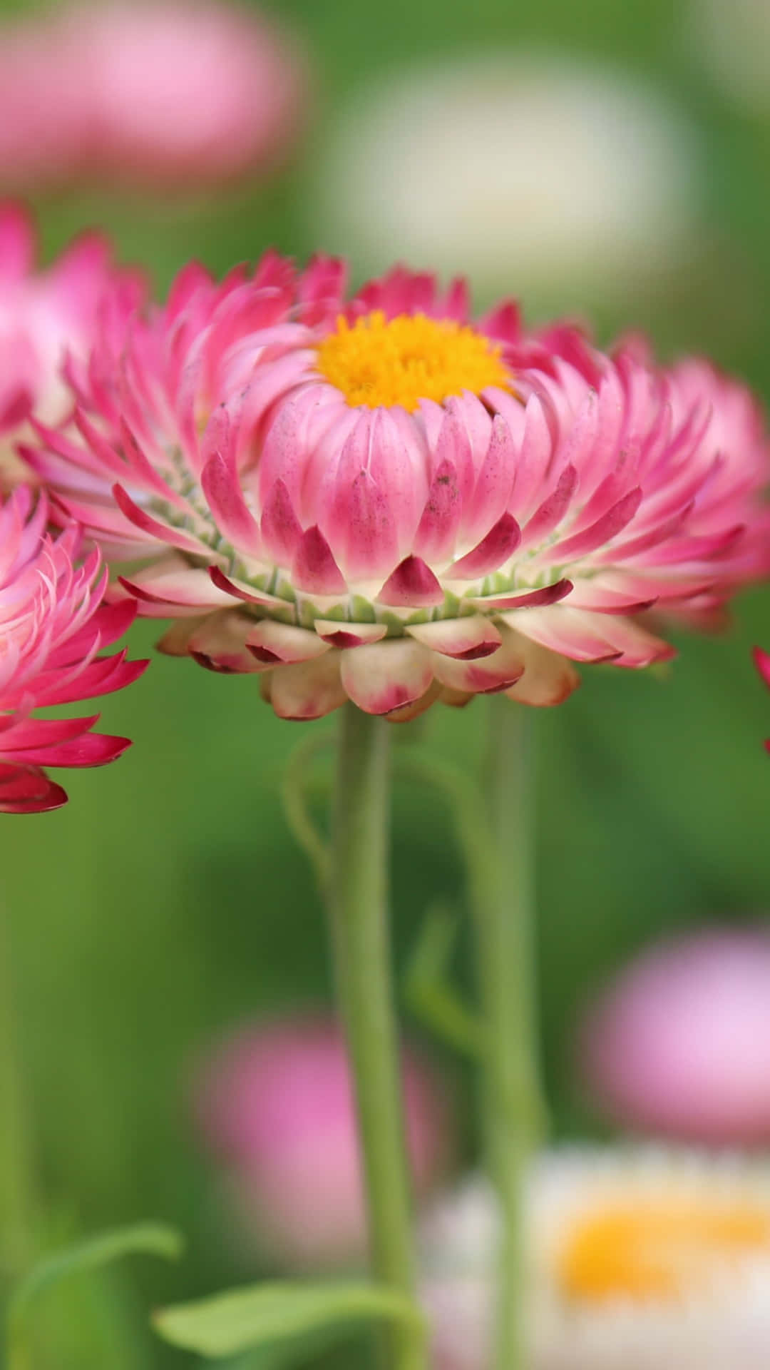 Breathtakingly Beautiful Wildflowers In Full Bloom